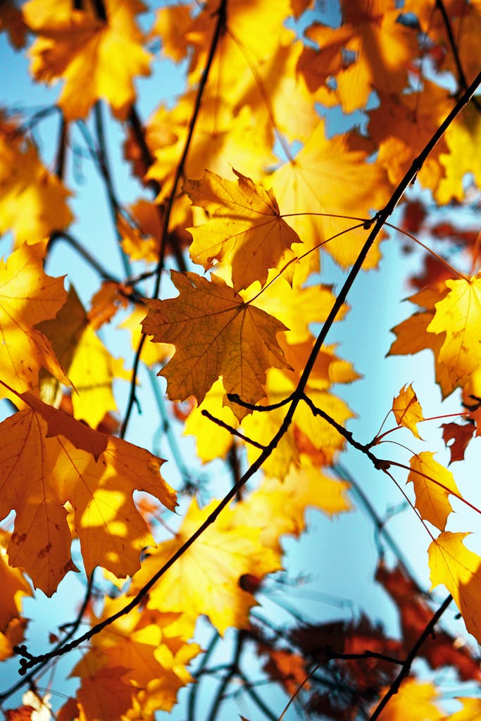 Bright autumn leaves on branches with a clear blue sky background in Kyiv.