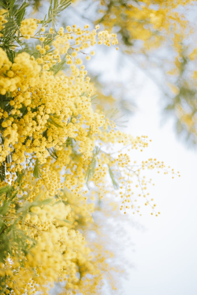 Capture of vibrant yellow mimosa flowers in full bloom against a soft sky backdrop.